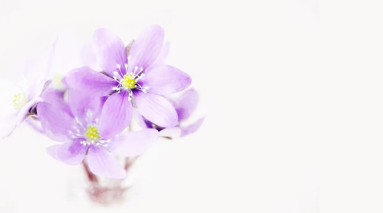 création blog + boutique en ligne